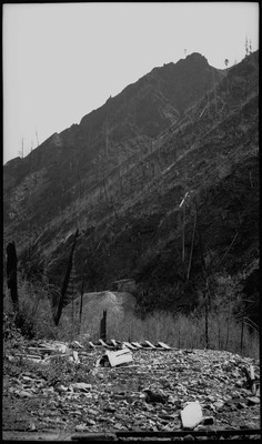 View of scorched trees and ruins after the 1910 Wallace fire.