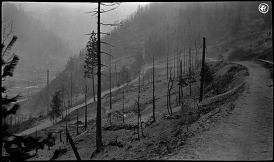 Scorched trees after a fire in Wallace.