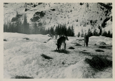 Deer eating hay scattered on snow atop a snowy hillside near the Wallace-Missoula highway.