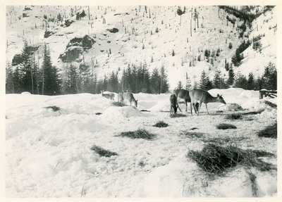 Deer eating hay scattered on snow atop a snowy hillside near the Wallace-Missoula highway.