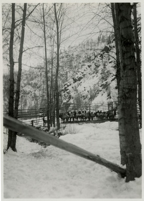 A group of elk fenced into part of Montgomery Gulch. They all appear to be gathered around one section of fencing.
