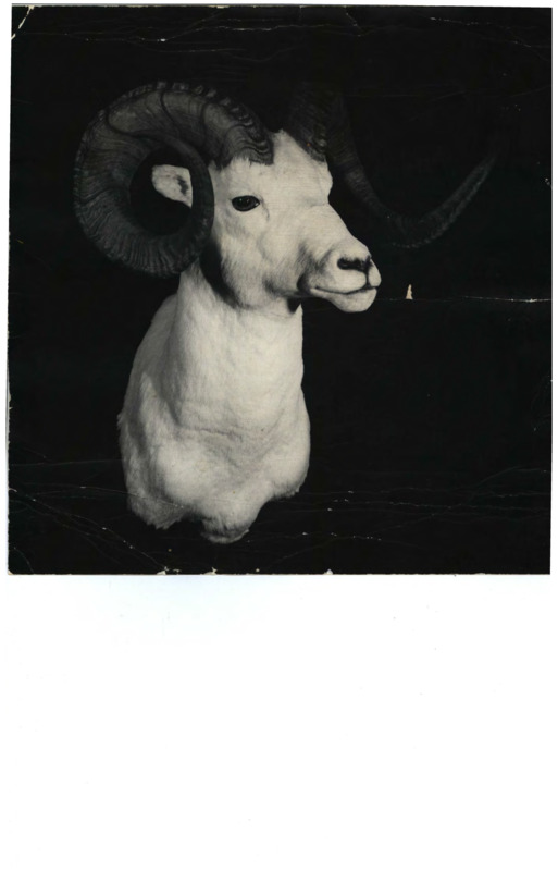 A photograph of a white ram with a black background. The ram has long, curved horns.