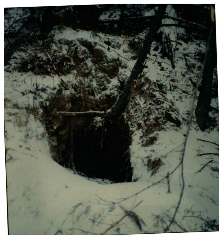 This image contains a photograph of a bear den, two photographs of black bears, a photograph of brush, and a photograph of trees.