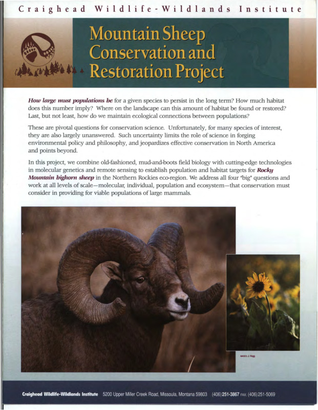 Overview of mountain sheep conservation efforts