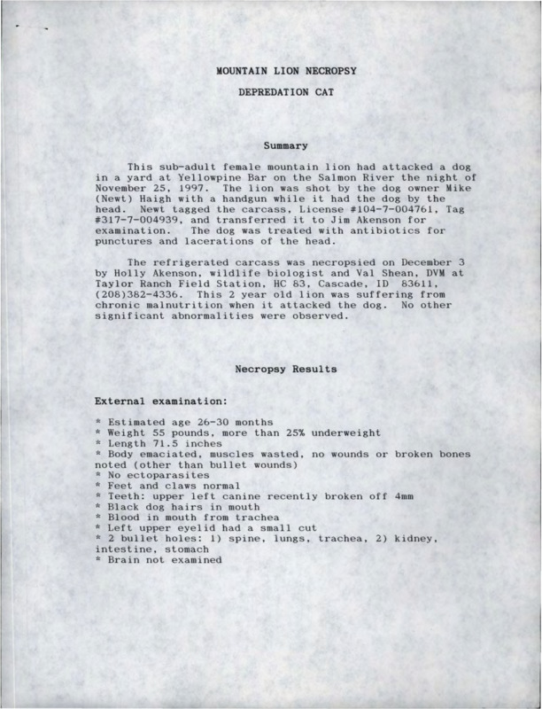 necropsy results from a female mountain lion that attacked a dog in Yellow Pine, Idaho