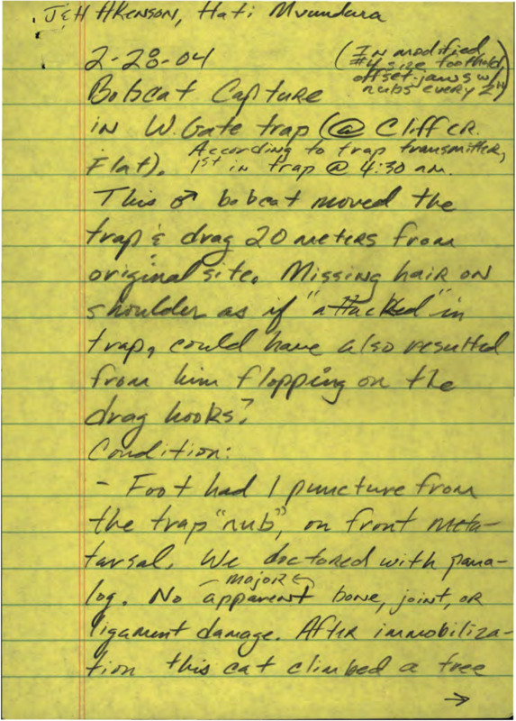 Note on Bobcat Capture at Cliff Creek