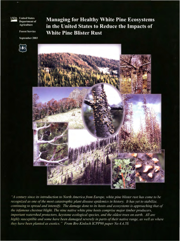 paper about the need to address the white pine blister rot infection.