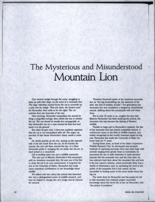 The Mysterious and Misunderstood Mountain Lion