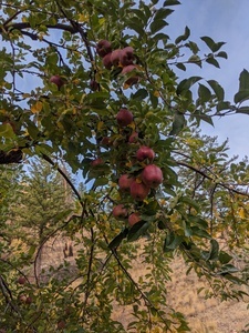 The orchard produces several varieties of apples in the fall and cherries in the summer.