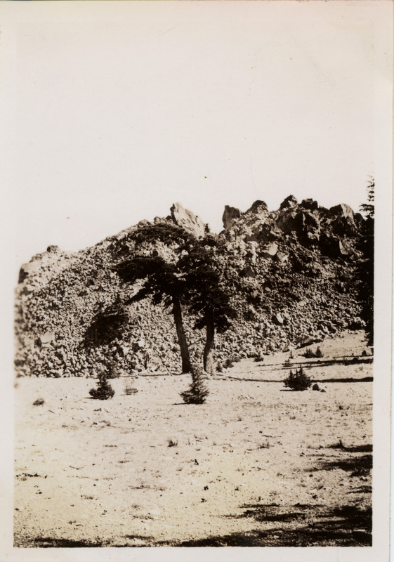 Plants grow in a rocky area. The number 46 is stamped on the back of the photograph.