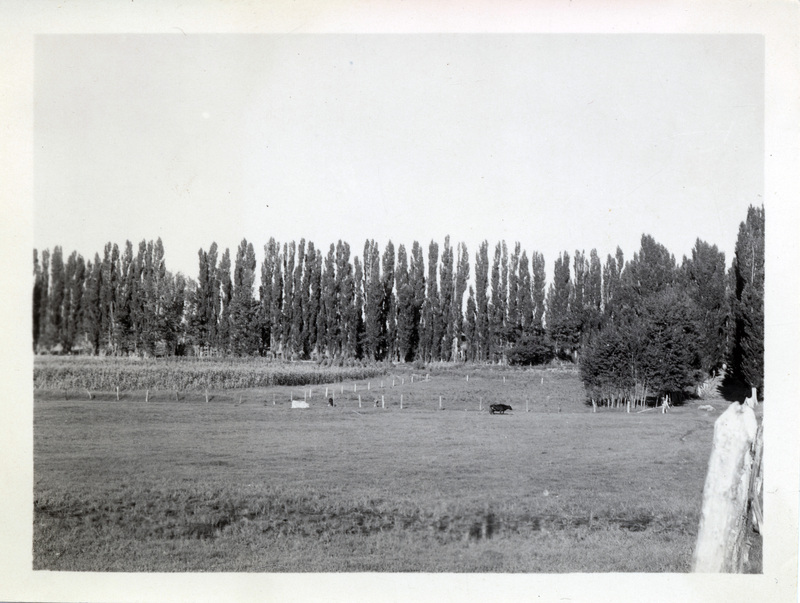 A cow walks through a field next to a fence. A line of trees is in the background.