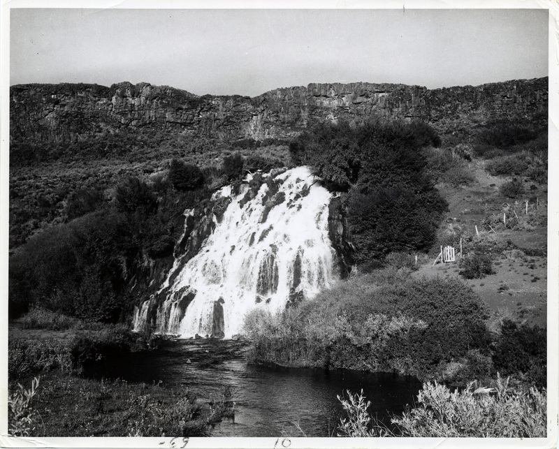 Bridal Wreath, one of the 1,000 Springs