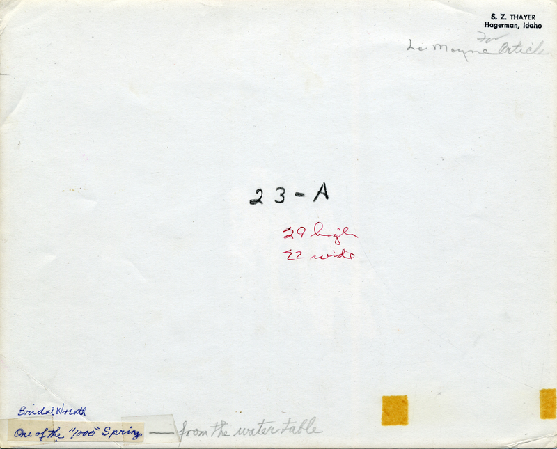 Bridal Wreath, one of the 1,000 Springs