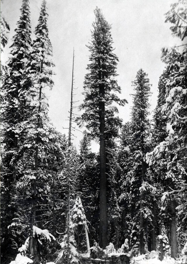 A large white pine tree stands centered among other snow-covered pines.
