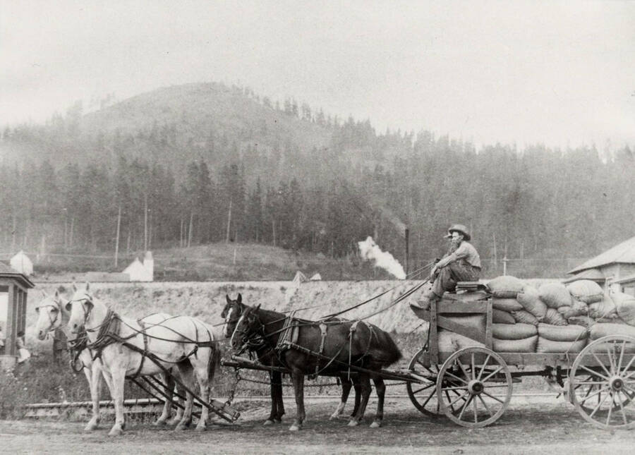 A horse-drawn wagon load of wheat enters Deary, Idaho, coming from the farming country of the ridges south of Deary by way of the Pine Creek road, then turning westward toward the central area. This wagonload of wheat has stopped for a photograph.