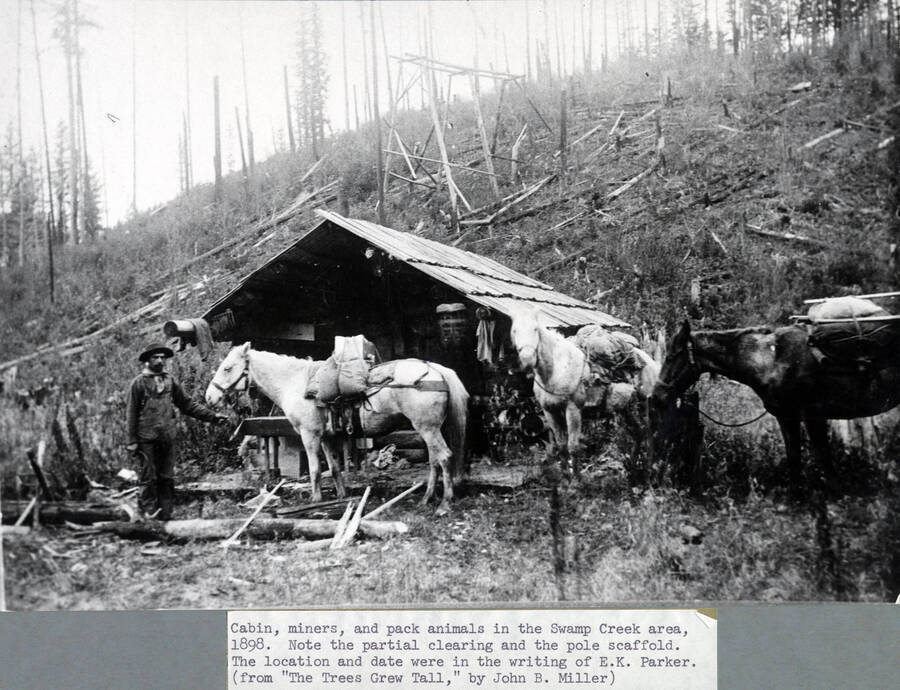 Cabin, miners, and pack animals in the Swamp Creek Area, 1898. Note the partial clearing and the pole scaffold. Identified by E.K. Parker according to Trees Grew Tall.