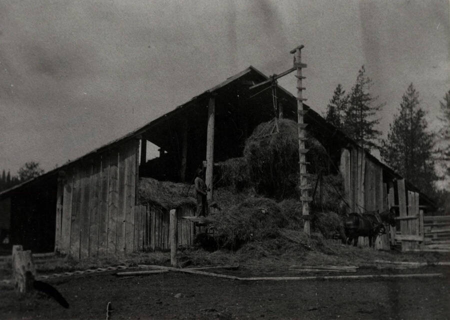 The Bovill's barn at haying time. A worker stands on the back of a cart. A horse is on the right. Bovill, Idaho.