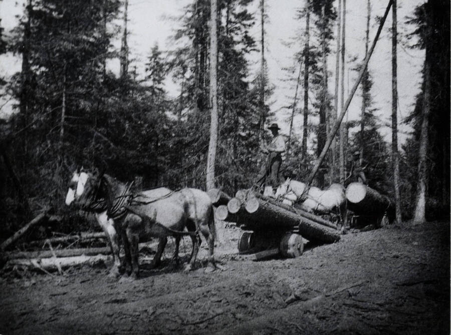 Two horses pull a logging dolly. A man stands on top of the logs on the dolly.
