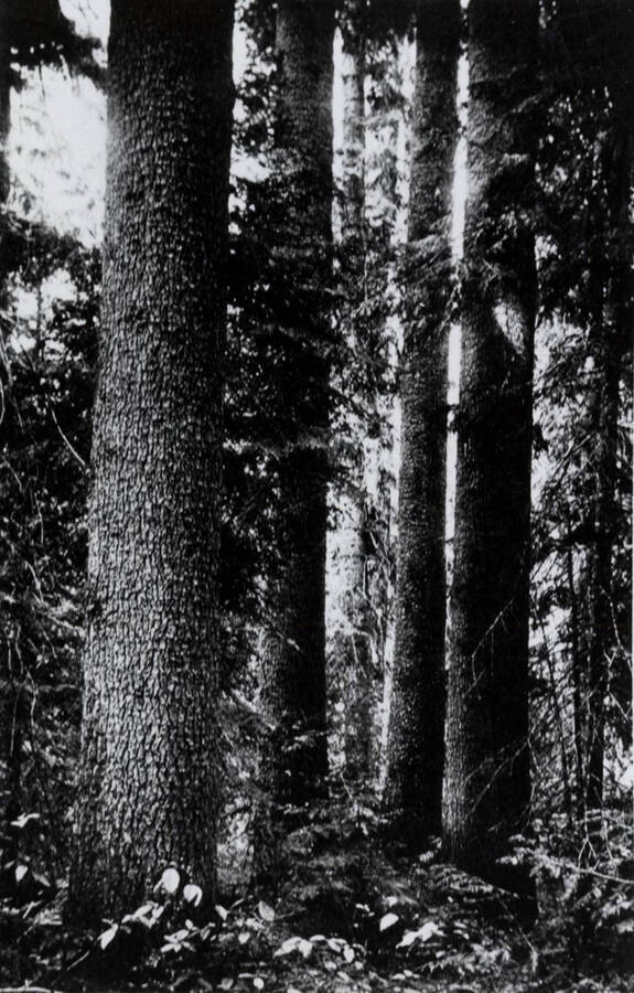 A stand of white pine trees.