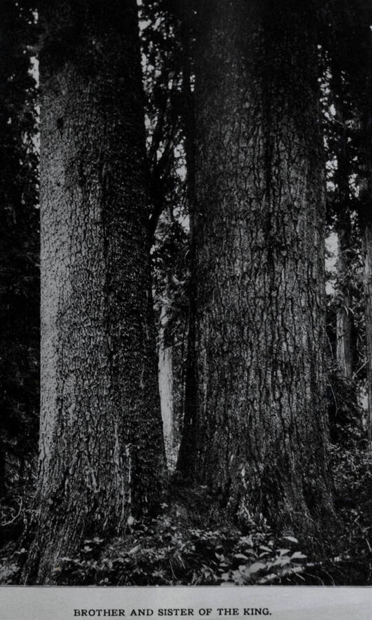A photo of two large white pines with the caption 'Brother and sister of the King.' Copy of a photo in 'Potlatch Lumber Company' booklet.