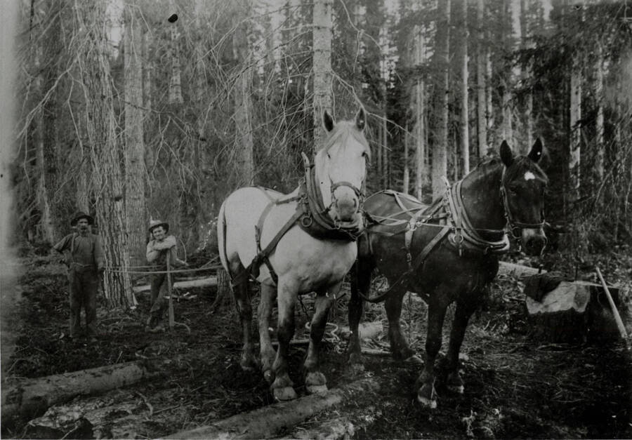 A team of horses and loggers working near Bovill, Idaho.
