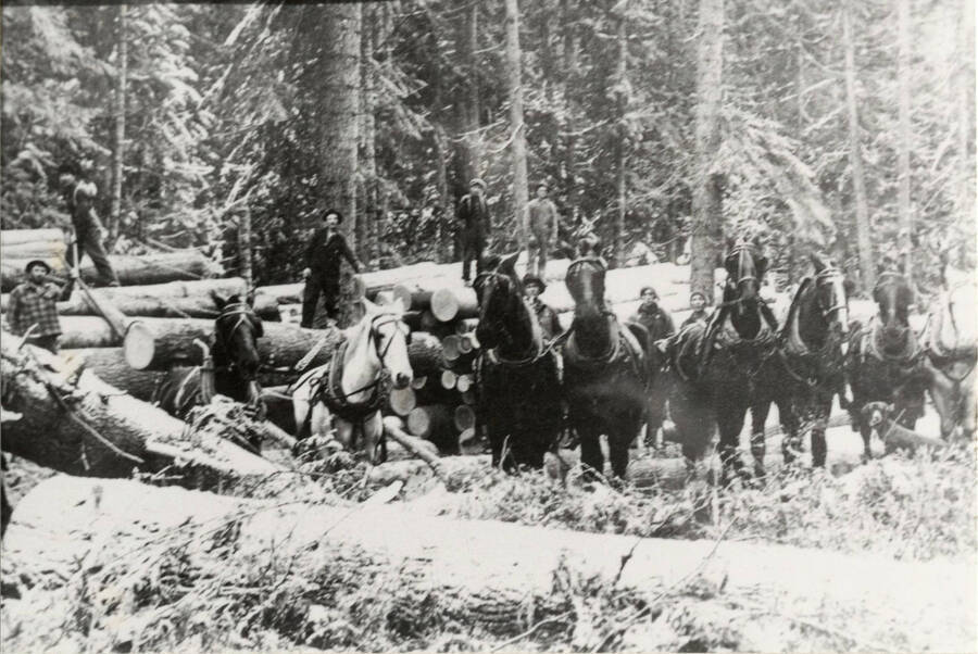 Early logging crew. Somewhere in the Deary area.