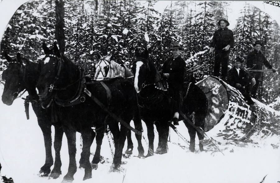 A team moves a large log for the Lawrence Logging Company near Helmer, Idaho. On the log (left to right) are Harve Parks, Russ Lawrence, and Floyd Lawrence. A man named Newmaster rides the horse. The log scaled 1800 board feet.