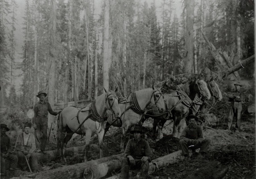Teams of horses and loggers working near Bovill, Idaho.