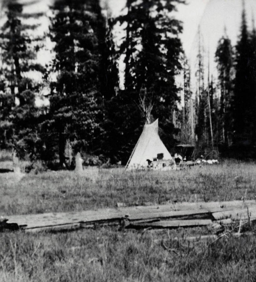 A tipi erected in front of a stand of trees in Collins, Idaho.