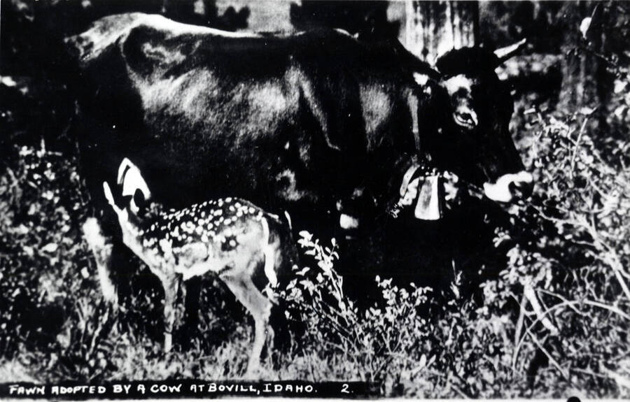 A Fosberry cow pictured with an adopted fawn at Bovill.