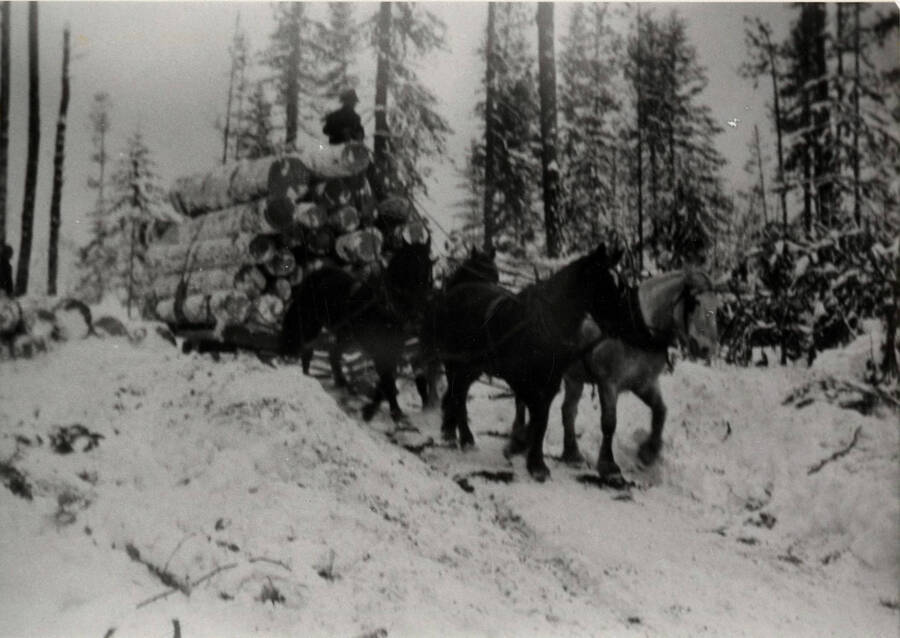 Sleigh of logs and four-horse team. Location not identified.