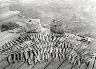 Trout caught in Elk Creek.