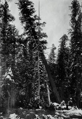 A white pine tree falling. Loggers looking on.