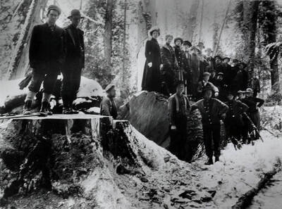 A group that was present when the 'King' (the tree featured in the frontispiece of the book) was cut down. People are identified on back of photo (all left to right): on the stump, Ray Waldron and Hector MacFarlane; on the log, Mrs. McFarlane, Grace Hickey McAllister (a nurse who worked for Dr. Young), Helen Jones Murphy, Agnes Frederickson, Mae Featherstone McDonald (a sister of Frank and Dan Featherstone), Bill Barr, and A.W. Laird; behind tree: Mr. Cunningham; seated: Henry Mallory, G.A. Johnson and one man not identified. Lumberjacks standing by the first stem, Dan Brown (1) and Bobby Hungerford (2), others not identified.