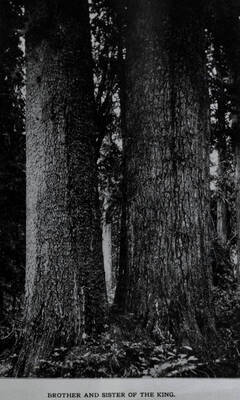 A photo of two large white pines with the caption 'Brother and sister of the King.' Copy of a photo in 'Potlatch Lumber Company' booklet.