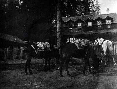 A pack string pictured at the Bovill Hotel. Also pictured is a structure known as 'the cottage,' first occupied by Tamaki, then by Fosberrys.