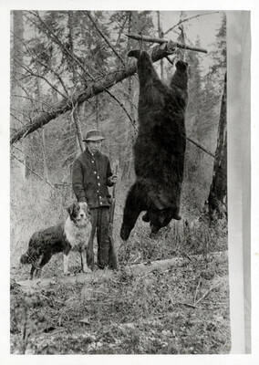 Orvil Anderson with a grizzly bear strung up. He is pictured with his rifle, which appears to be a Winchester Model 1892, and his dog.