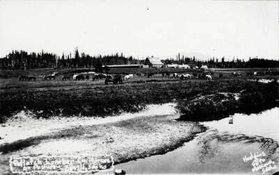 Potlatch Lumber Co. horses on pasture -- Bovill, Idaho. Hodgins Foto Moscow, Idaho.'
