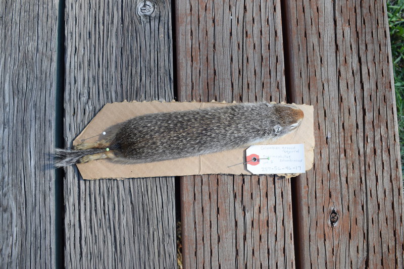 Female Columbian Ground Squirrel