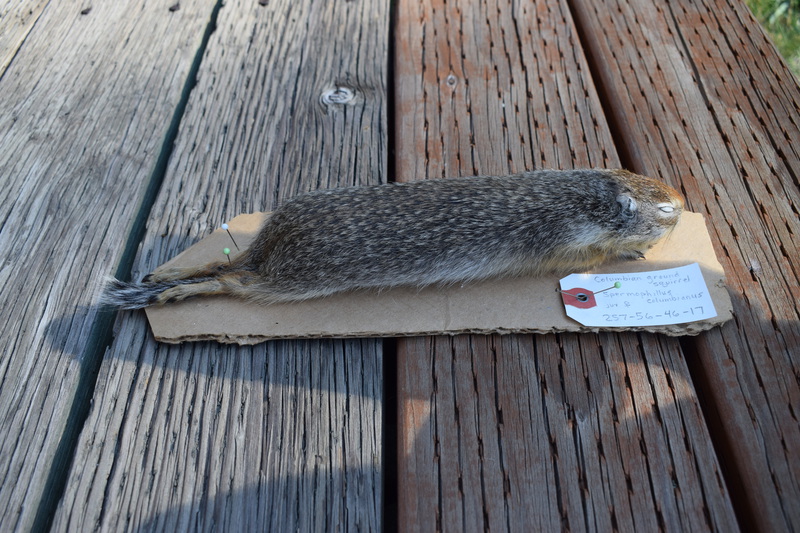 Female Columbian Ground Squirrel