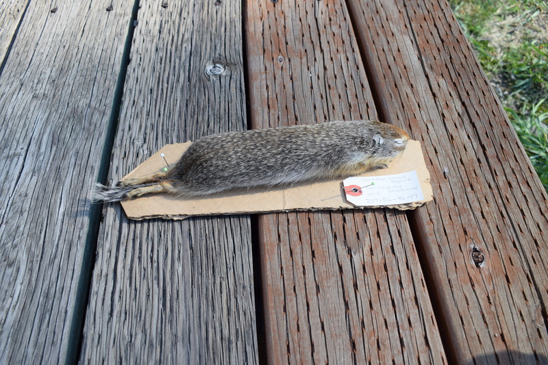 Female Columbian Ground Squirrel