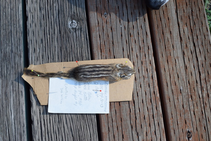 Female Yellow-Pine Chipmunk collected by Deb Wilkins