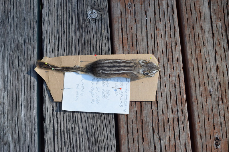 Female Yellow-Pine Chipmunk collected by Deb Wilkins