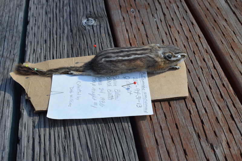 Female Yellow-Pine Chipmunk collected by Deb Wilkins