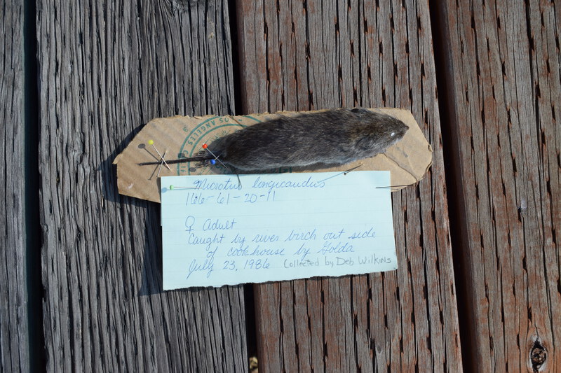 Female Long-tailed Vole caught by a river birch outside of the cookhouse by Golda (Jim and Holly Akenson's dog). Collected by Deb Wilkins