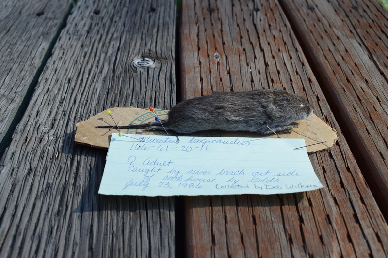 Female Long-tailed Vole caught by a river birch outside of the cookhouse by Golda (Jim and Holly Akenson's dog). Collected by Deb Wilkins