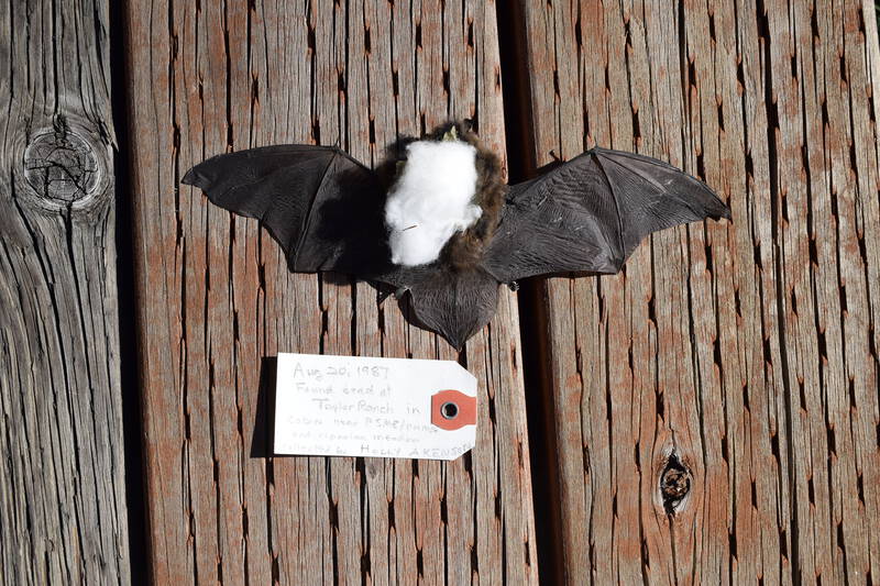 Little Brown Bat found dead at Taylor Ranch in the cabin near riparian meadow. Collected by Holly Akenson