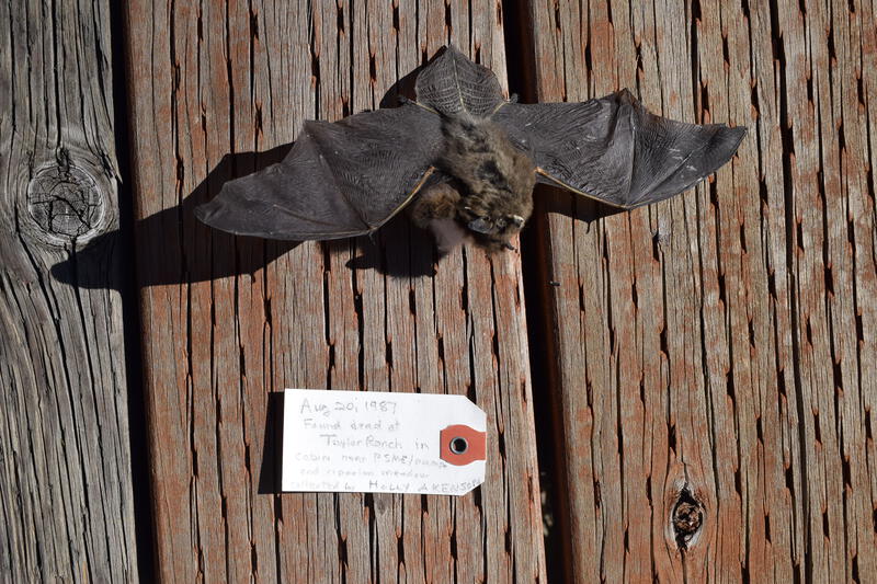 Little Brown Bat found dead at Taylor Ranch in the cabin near riparian meadow. Collected by Holly Akenson