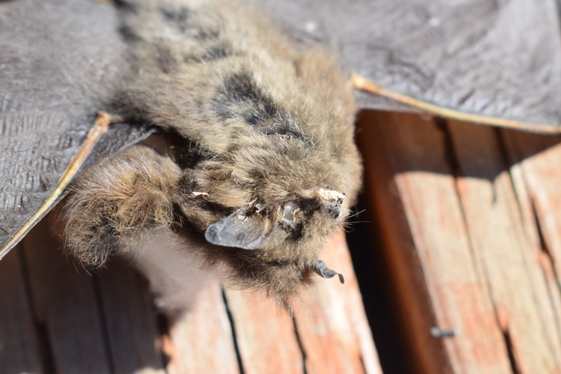 Little Brown Bat found dead at Taylor Ranch in the cabin near riparian meadow. Collected by Holly Akenson