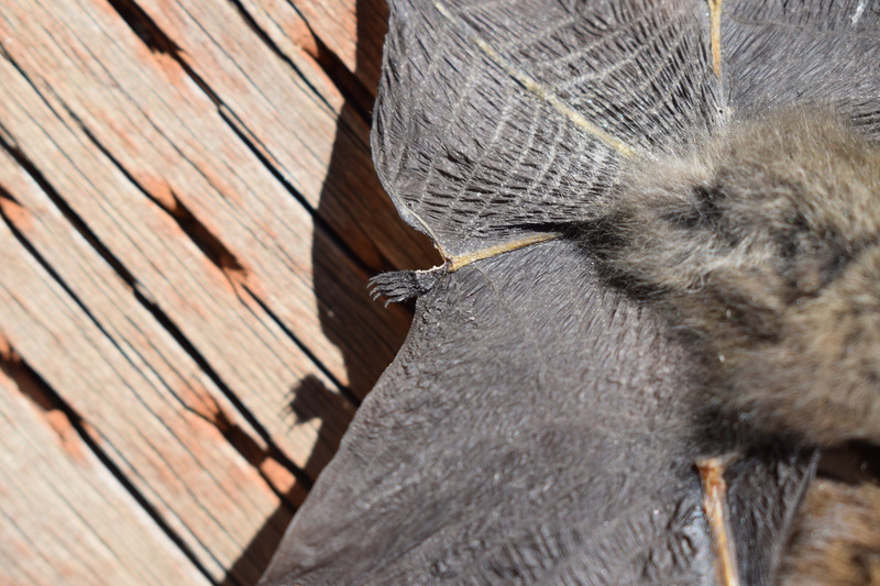 Little Brown Bat found dead at Taylor Ranch in the cabin near riparian meadow. Collected by Holly Akenson